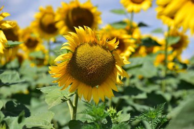 large blooming sunflowers on the field, close up view