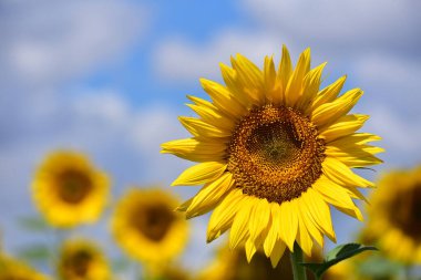 Sahada açan ayçiçeği manzarası, yakın görüş.