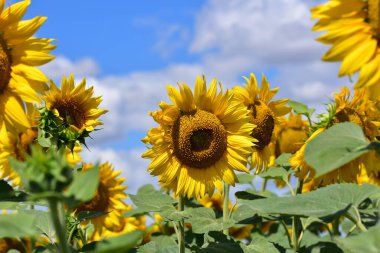 Sahada çiçek açan büyük ayçiçekleri, yakın görüş