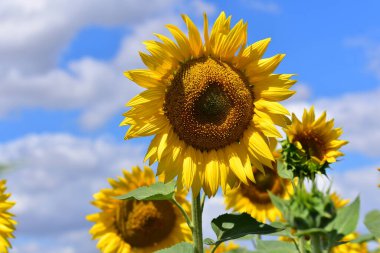 Sahada çiçek açan büyük ayçiçekleri, yakın görüş