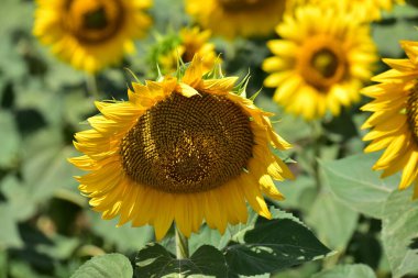 Sahada çiçek açan büyük ayçiçekleri, yakın görüş