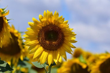 Sahada açan ayçiçeği manzarası, yakın görüş.