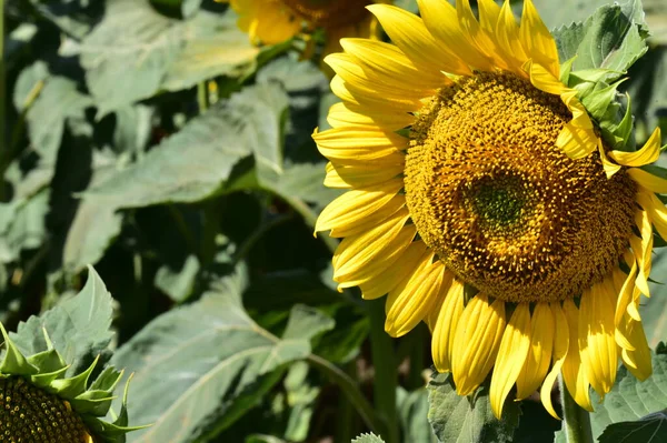 Scenic Blooming Sunflower Field Close View — Stock Photo, Image