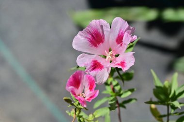 Güzel pembe çiçek manzarası, yaz konsepti.