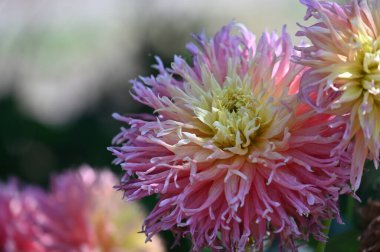 Bahçede güzel pembe ve sarı renkli çiçekler