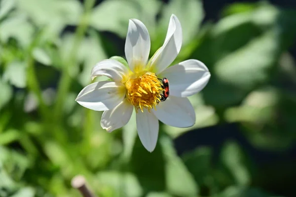 Close Beautiful White Flowers Summer Concept — Stock Photo, Image