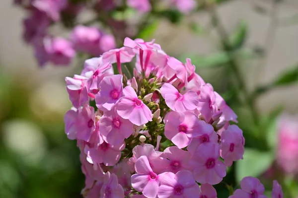Zblízka Pohled Krásné Růžové Květy Letní Koncept — Stock fotografie