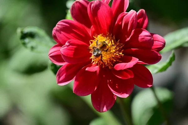 Beautiful Red Colored Flowers Growing Garden — ストック写真