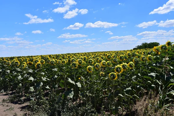 Beautiful Field Large Blooming Sunflowers — ストック写真