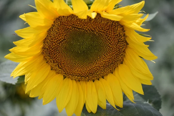 Scenic Blooming Sunflower Field Close View — Fotografia de Stock