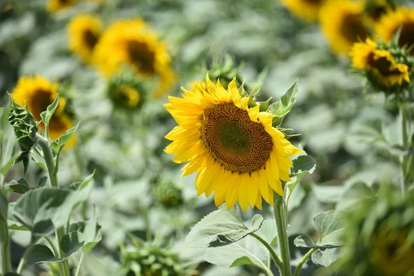 Beautiful Field Large Blooming Sunflowers — Stock Photo, Image