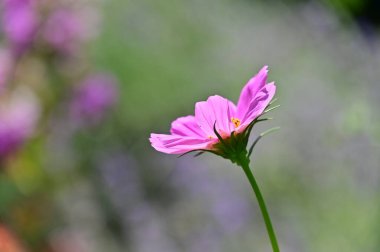 Güzel pembe çiçek manzarası, yaz konsepti.