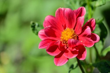 beautiful red colored flowers in the garden