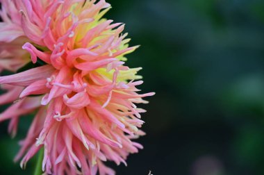 Bahçede güzel pembe ve sarı renkli çiçekler