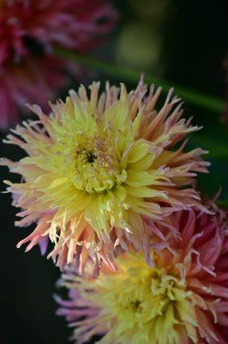 Bahçede güzel pembe ve sarı renkli çiçekler