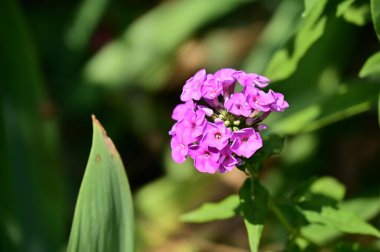 Güzel mor çiçeklere yakın, yaz konsepti.