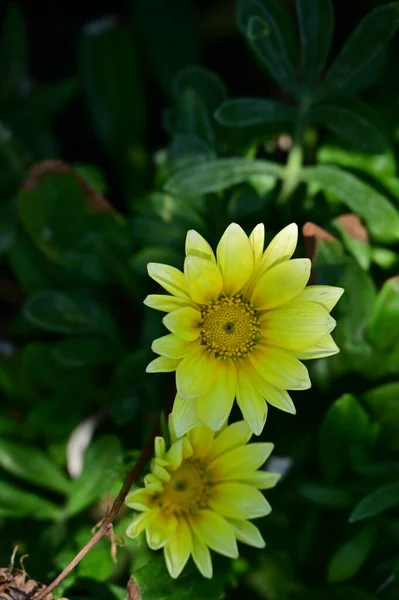 Close View Sunny Yellow Flowers Summer Concept — Stock Fotó