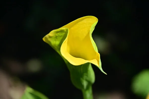 Nahaufnahme Von Sonnigen Gelben Blumen Sommerkonzept — Stockfoto