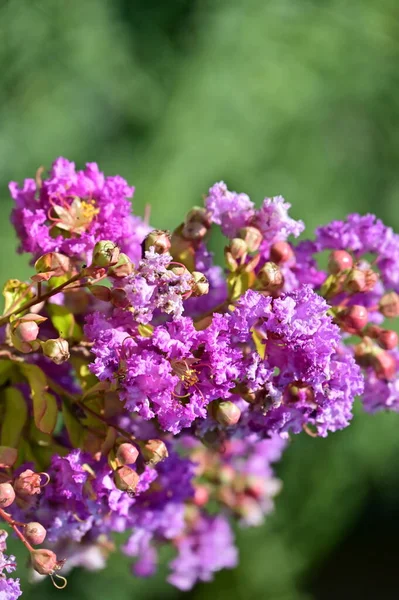 Close Beautiful Purple Flowers Summer Concept — Photo