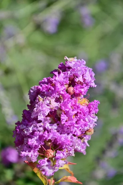 Close Beautiful Purple Flowers Summer Concept — Zdjęcie stockowe