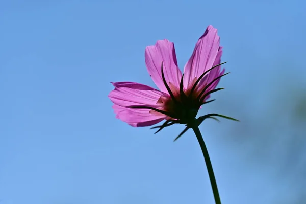 beautiful flower against blue sky background