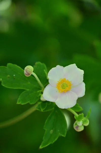 美丽的白色花朵的特写 夏天的概念 — 图库照片