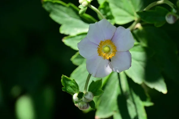 Gros Plan Belles Fleurs Blanches Concept Été — Photo