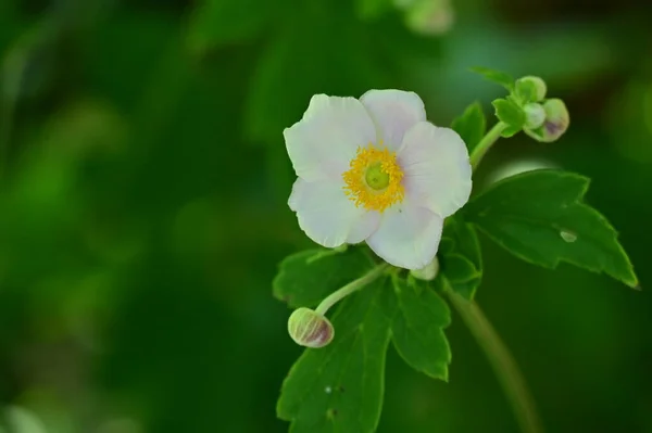 Närbild Vackra Vita Blommor Sommar Koncept — Stockfoto