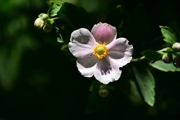 Nahaufnahme Schöner Weißer Blumen Sommerkonzept — Stockfoto