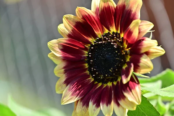 Schöne Rote Und Gelbe Blume Aus Nächster Nähe Sommerkonzept — Stockfoto