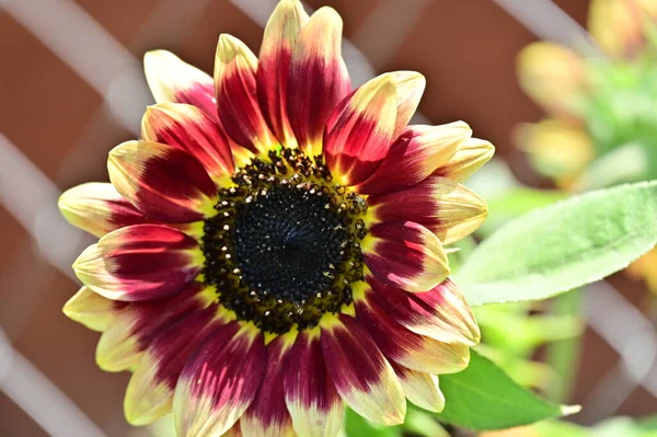 Beautiful Red Yellow Flower Close View Summer Concept — Stock Photo, Image