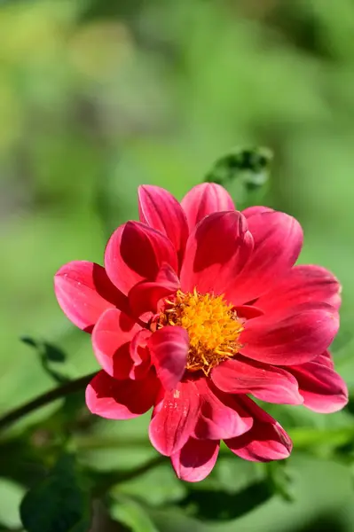 Beautiful Red Colored Flowers Garden — Stockfoto