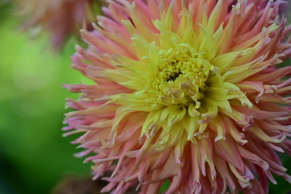 Красиві Рожеві Жовті Квіти Саду — стокове фото