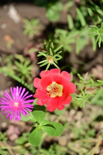庭の美しい色とりどりの花々 — ストック写真