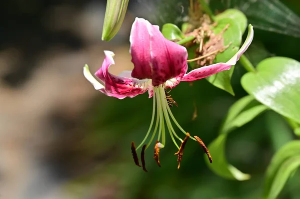 Gyönyörű Liliom Virágok Virágos Koncepció Kép — Stock Fotó
