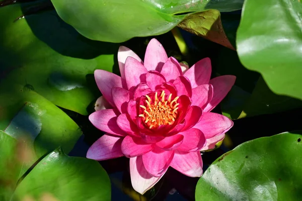 池の美しいピンクの蓮の花を間近で見ることができ — ストック写真