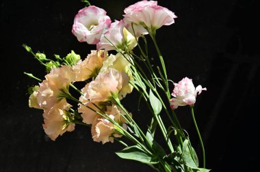 Karanlık arka planda güzel narin çiçekler