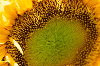 sunflower in field in summer