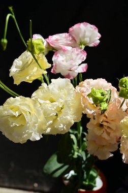 Karanlık arka planda güzel narin çiçekler