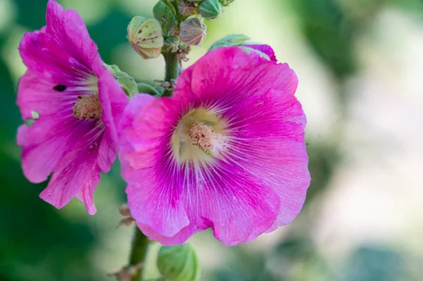 Close View Beautiful Pink Flowers Summer Concept — 스톡 사진