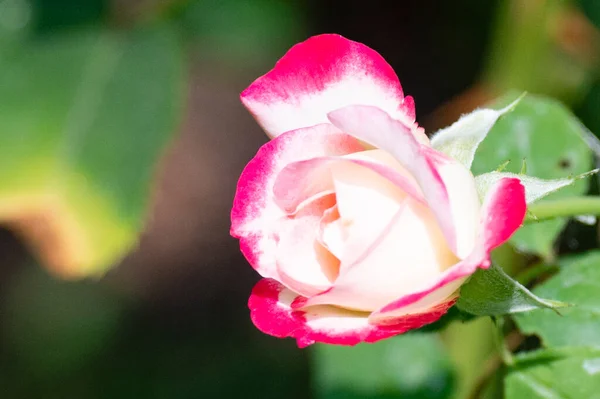 Bellissimo Fiore Rosa Rosa Giardino — Foto Stock