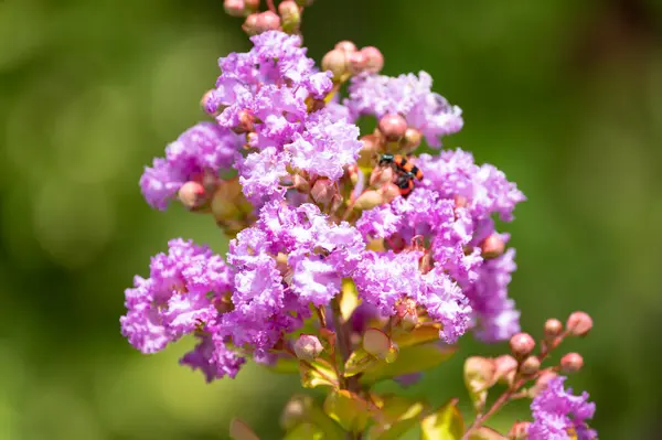 Zbliżenie Piękne Purpurowe Kwiaty Koncepcja Latem — Zdjęcie stockowe