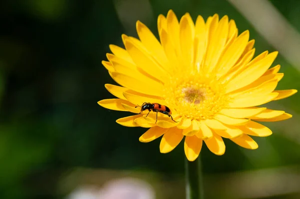 Close Bug Sitting Yelow Flower Garden — Stockfoto