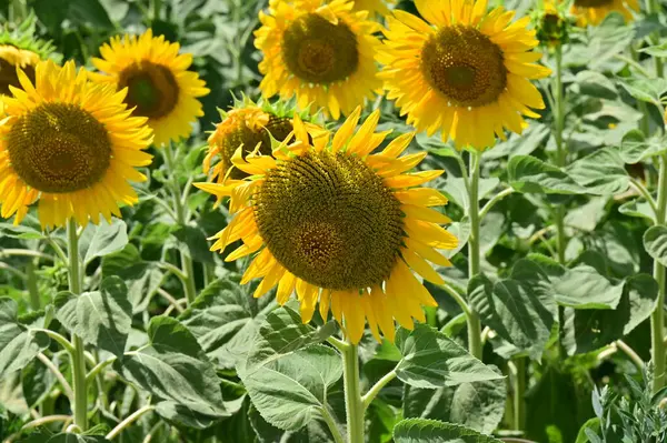 Beautiful Field Amazing Blooming Sunflowers — Stock Photo, Image