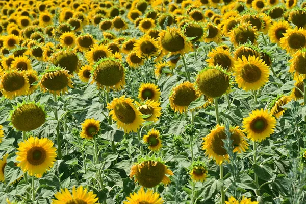 Beautiful Field Amazing Blooming Sunflowers — Stock Photo, Image