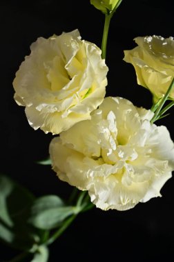 Karanlık arka planda güzel narin çiçekler