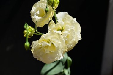 Karanlık arka planda güzel narin çiçekler