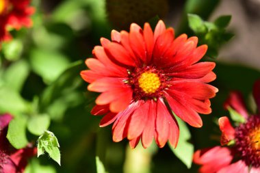 Bahçede yetişen güzel kırmızı renkli çiçekler.