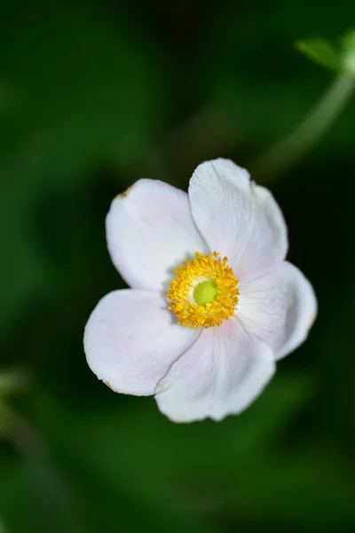 Close Beautiful White Delicate Flowers Summer Concept — стоковое фото