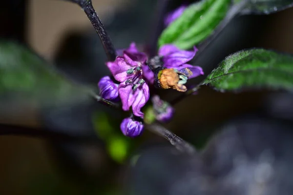 Close Beautiful Purple Flowers Summer Concept — ストック写真